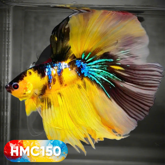 Multicolor Halfmoon Male Betta Fish | High Grade | Order Directly From Farm |  You Pick Fish |