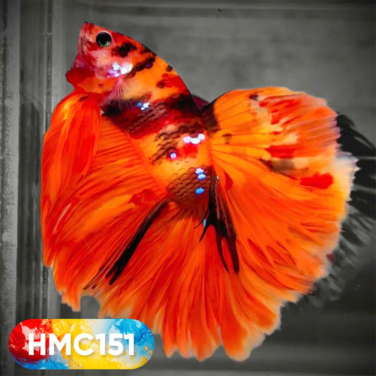 Multicolor Halfmoon Male Betta Fish | High Grade | Order Directly From Farm |  You Pick Fish |