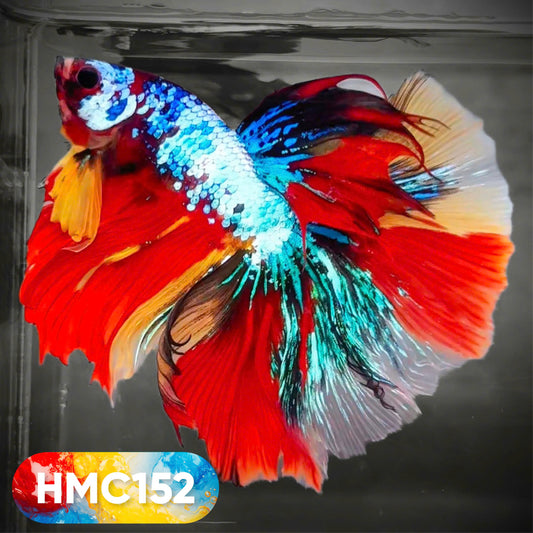 Multicolor Halfmoon Male Betta Fish | High Grade | Order Directly From Farm |  You Pick Fish |