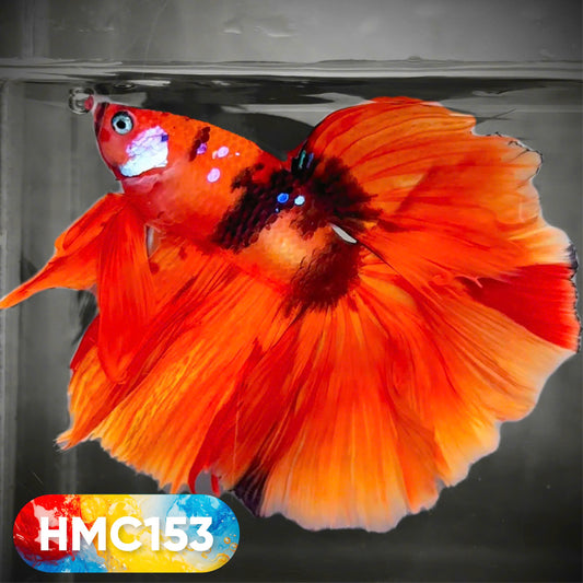 Multicolor Halfmoon Male Betta Fish | High Grade | Order Directly From Farm |  You Pick Fish |