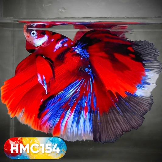 Multicolor Halfmoon Male Betta Fish | High Grade | Order Directly From Farm |  You Pick Fish |