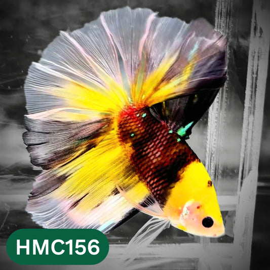Multicolor Halfmoon Male Betta Fish | Order Directly From Farm | You Pick Fish
