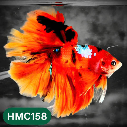 Multicolor Halfmoon Male Betta Fish | Order Directly From Farm | You Pick Fish