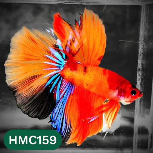 Multicolor Halfmoon Male Betta Fish | Order Directly From Farm | You Pick Fish