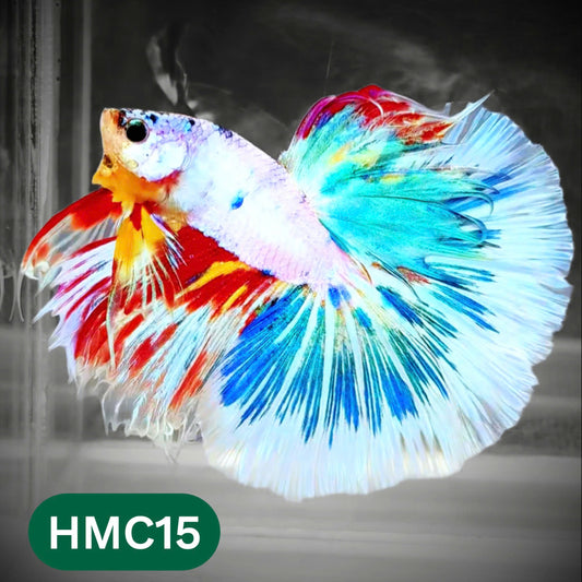 Multicolor Halfmoon Male Betta Fish | Order Directly From Farm | You Pick Fish