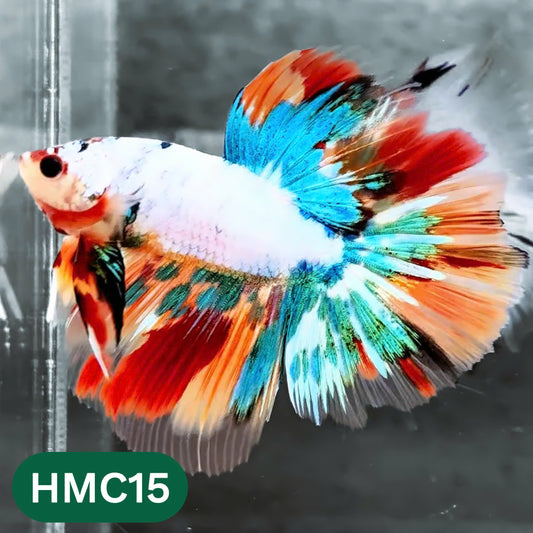 Multicolor Halfmoon Male Betta Fish | High Grade | Order Directly From Farm |  You Pick Fish |
