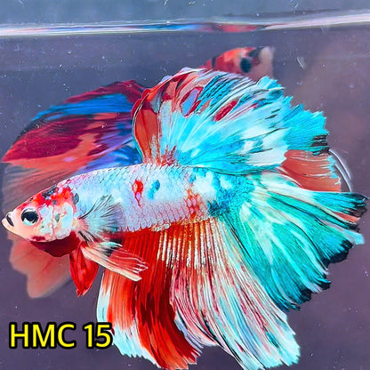 Multicolor Halfmoon Male Betta Fish | High Grade | Order Directly From Farm|  You Pick Fish |