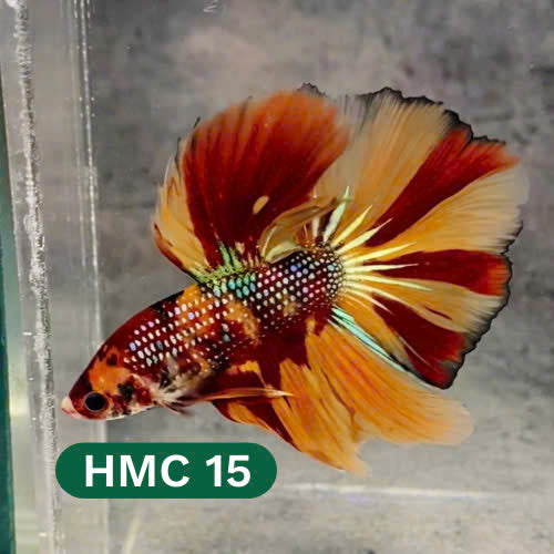 Multicolor Halfmoon Male Betta Fish | High Grade | Order Directly From Farm |  You Pick Fish |