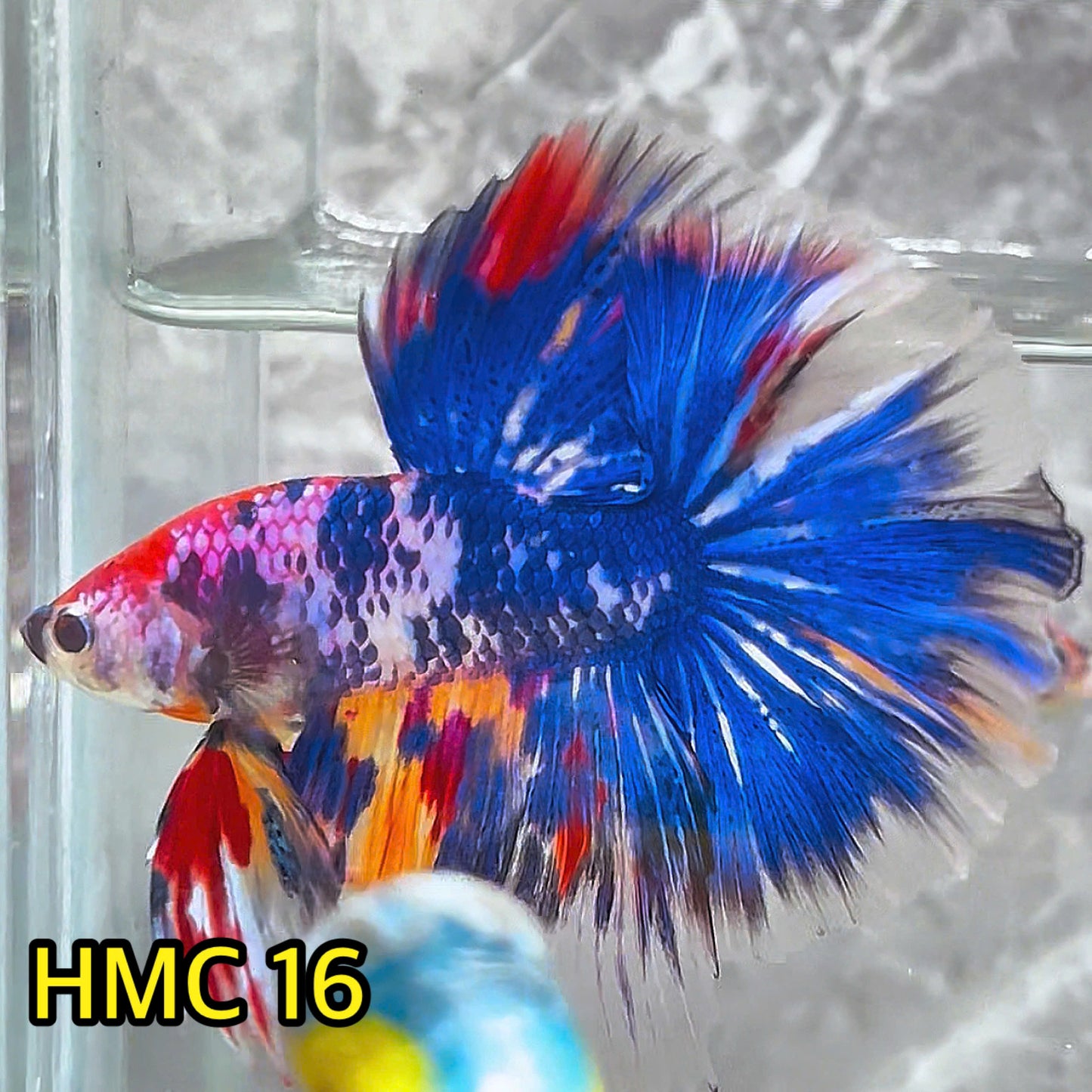 Multicolor Halfmoon Male Betta Fish | High Grade | Order Directly From Farm|  You Pick Fish |