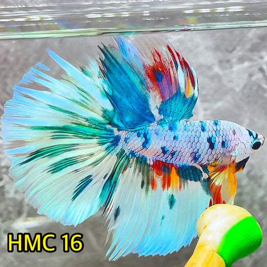 Multicolor Halfmoon Male Betta Fish | High Grade | Order Directly From Farm|  You Pick Fish |