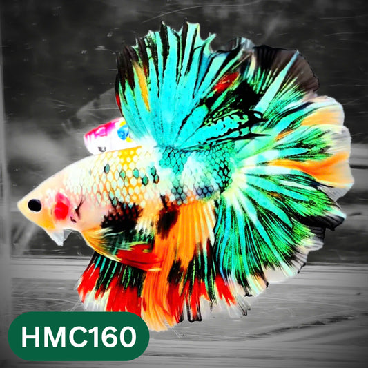 Multicolor Halfmoon Male Betta Fish | Order Directly From Farm | You Pick Fish
