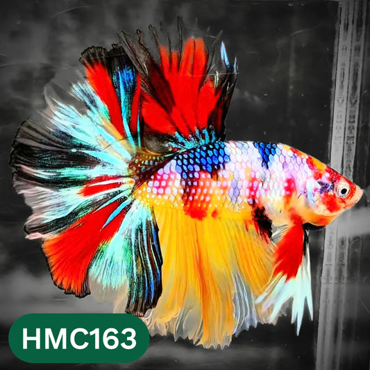 Multicolor Halfmoon Male Betta Fish | Order Directly From Farm | You Pick Fish