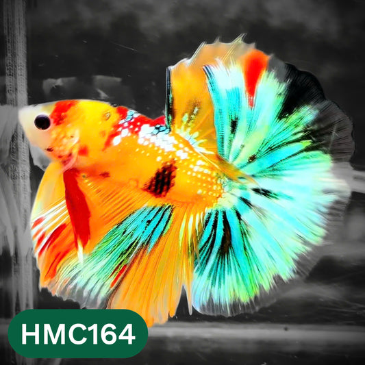 Multicolor Halfmoon Male Betta Fish | Order Directly From Farm | You Pick Fish