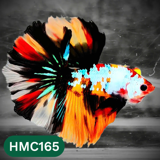 Multicolor Halfmoon Male Betta Fish | Order Directly From Farm | You Pick Fish