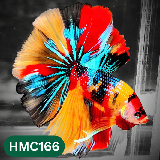 Multicolor Halfmoon Male Betta Fish | Order Directly From Farm | You Pick Fish