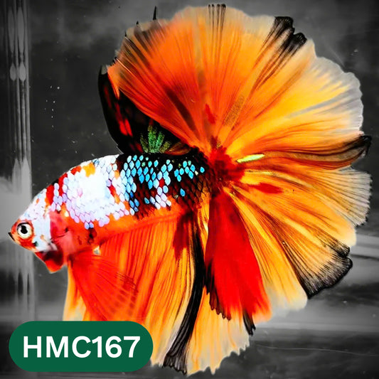 Multicolor Halfmoon Male Betta Fish | Order Directly From Farm | You Pick Fish