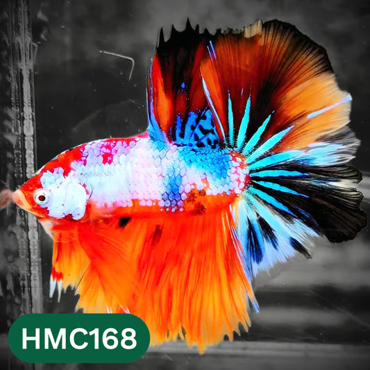 Multicolor Halfmoon Male Betta Fish | Order Directly From Farm | You Pick Fish