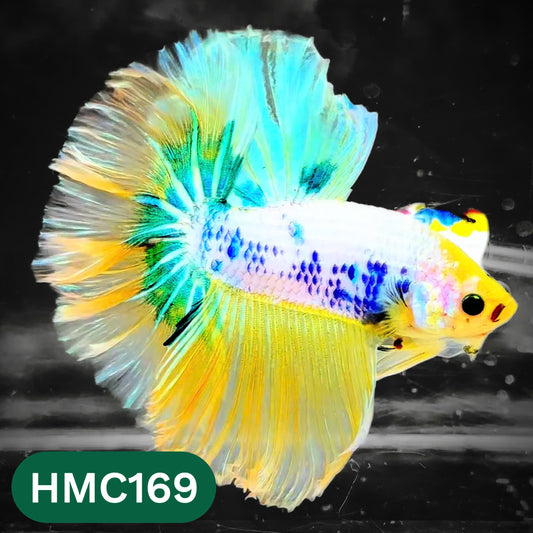 Multicolor Halfmoon Male Betta Fish | Order Directly From Farm | You Pick Fish