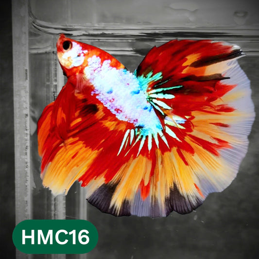 Multicolor Halfmoon Male Betta Fish | Order Directly From Farm | You Pick Fish