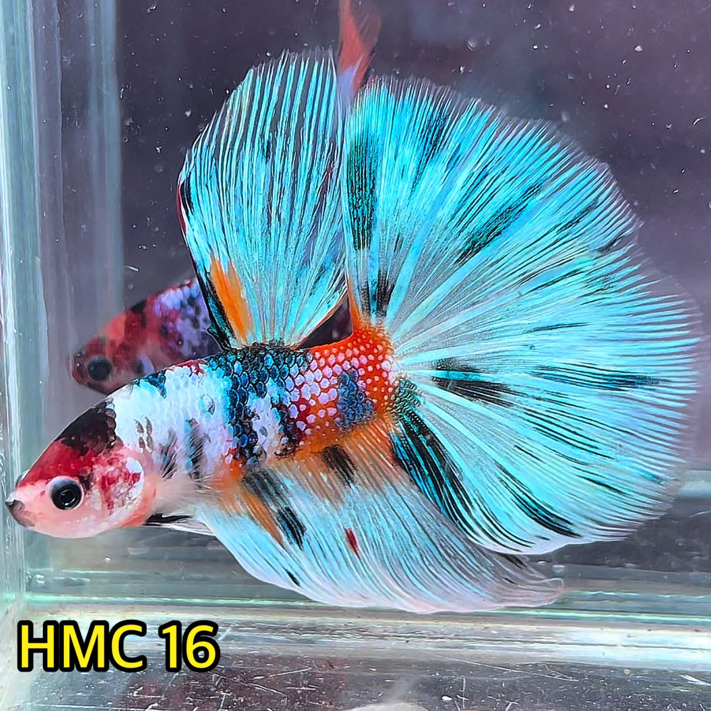 Multicolor Halfmoon Male Betta Fish | High Grade | Order Directly From Farm|  You Pick Fish |