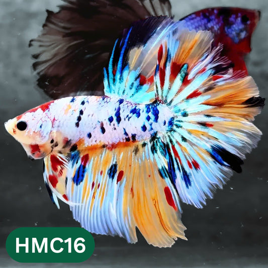 Multicolor Halfmoon Male Betta Fish | High Grade | Order Directly From Farm |  You Pick Fish |