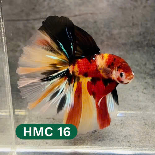 Multicolor Halfmoon Male Betta Fish | High Grade | Order Directly From Farm |  You Pick Fish |