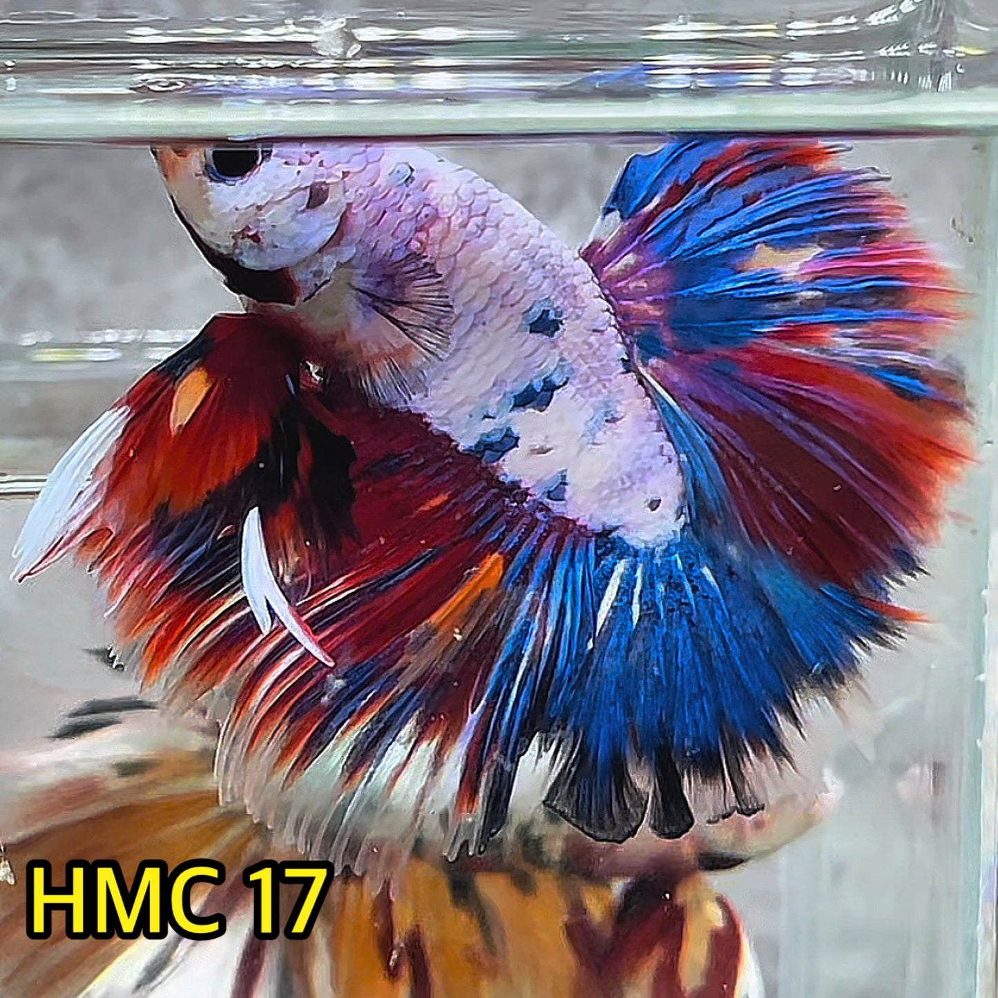 Multicolor Halfmoon Male Betta Fish | High Grade | Order Directly From Farm|  You Pick Fish |