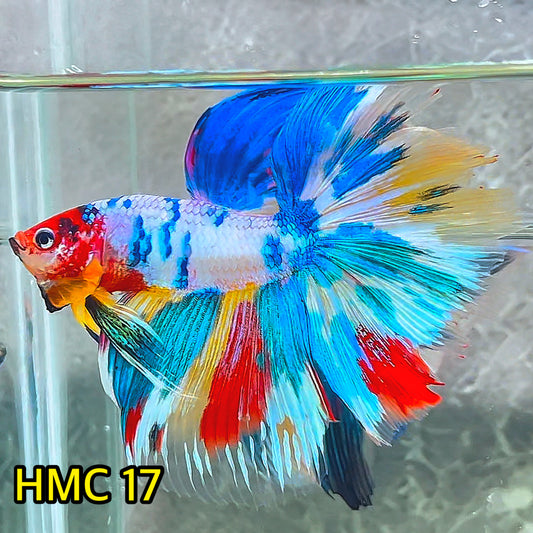 Multicolor Halfmoon Male Betta Fish | High Grade | Order Directly From Farm|  You Pick Fish |