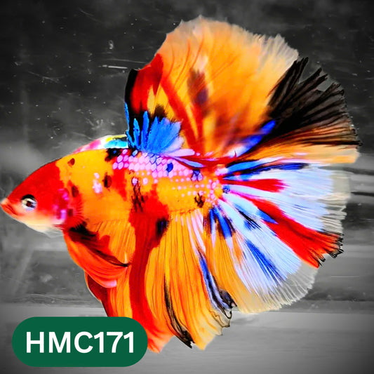 Multicolor Halfmoon Male Betta Fish | Order Directly From Farm | You Pick Fish
