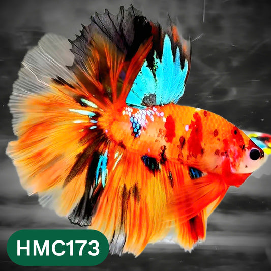 Multicolor Halfmoon Male Betta Fish | Order Directly From Farm | You Pick Fish
