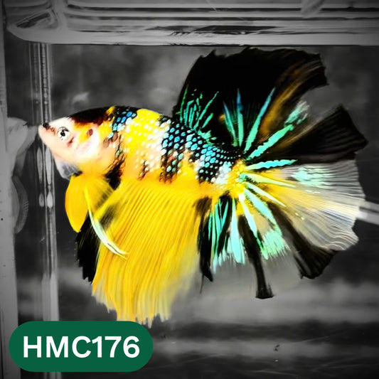 Multicolor Halfmoon Male Betta Fish | Order Directly From Farm | You Pick Fish