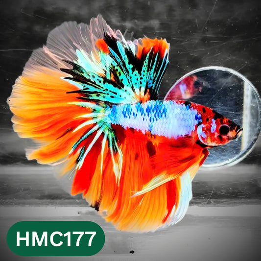Multicolor Halfmoon Male Betta Fish | Order Directly From Farm | You Pick Fish