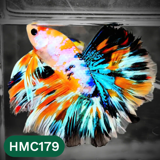 Multicolor Halfmoon Male Betta Fish | Order Directly From Farm | You Pick Fish