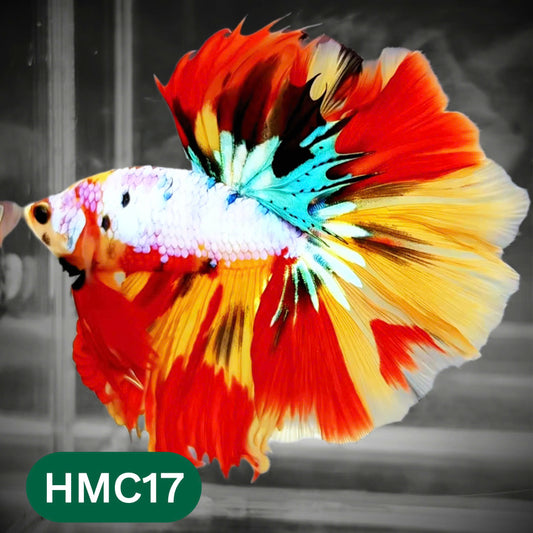 Multicolor Halfmoon Male Betta Fish | Order Directly From Farm | You Pick Fish