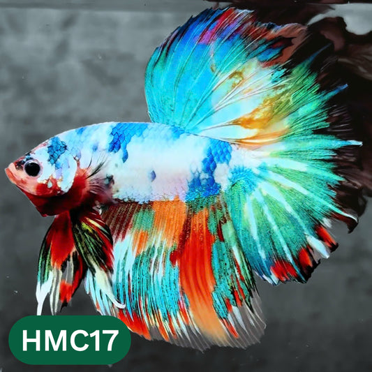 Multicolor Halfmoon Male Betta Fish | High Grade | Order Directly From Farm |  You Pick Fish |