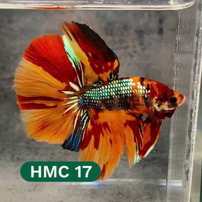 Multicolor Halfmoon Male Betta Fish | High Grade | Order Directly From Farm |  You Pick Fish |