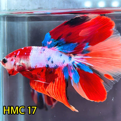 Multicolor Halfmoon Male Betta Fish | High Grade | Order Directly From Farm|  You Pick Fish |