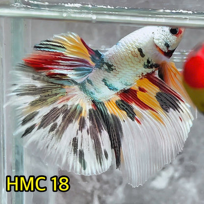 Multicolor Halfmoon Male Betta Fish | High Grade | Order Directly From Farm|  You Pick Fish |