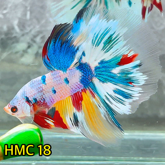 Multicolor Halfmoon Male Betta Fish | High Grade | Order Directly From Farm|  You Pick Fish |