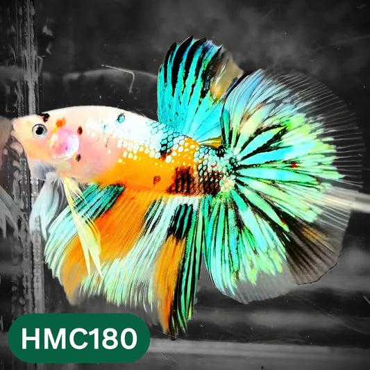 Multicolor Halfmoon Male Betta Fish | Order Directly From Farm | You Pick Fish