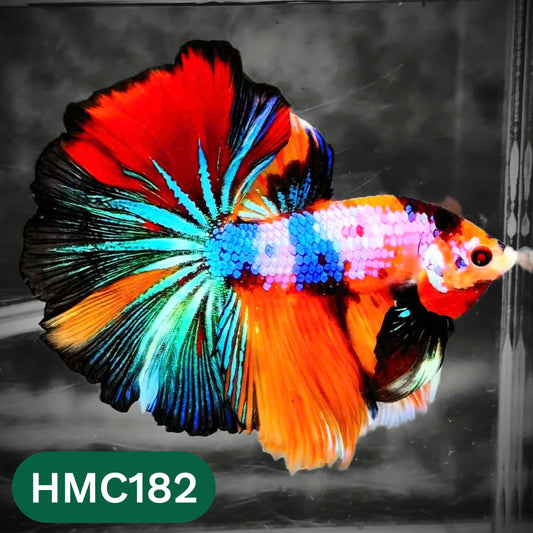 Multicolor Halfmoon Male Betta Fish | Order Directly From Farm | You Pick Fish