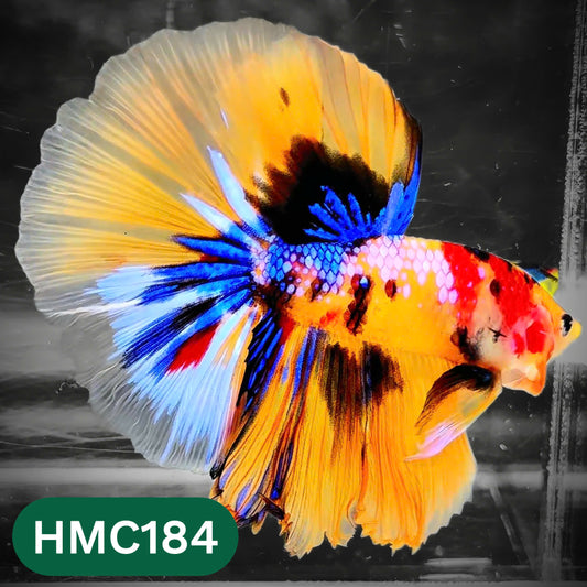 Multicolor Halfmoon Male Betta Fish | Order Directly From Farm | You Pick Fish