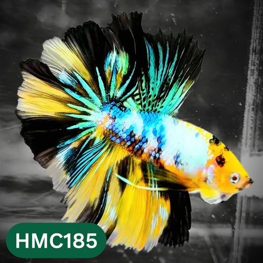 Multicolor Halfmoon Male Betta Fish | Order Directly From Farm | You Pick Fish