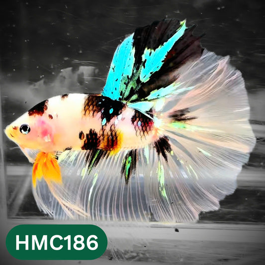Multicolor Halfmoon Male Betta Fish | Order Directly From Farm | You Pick Fish