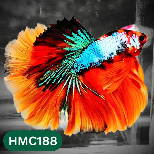 Multicolor Halfmoon Male Betta Fish | Order Directly From Farm | You Pick Fish