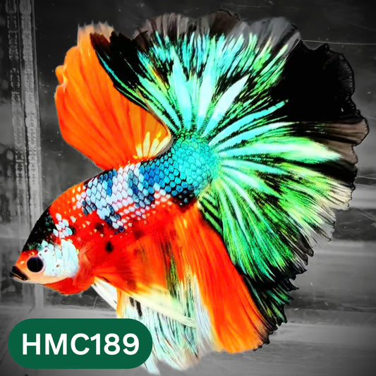 Multicolor Halfmoon Male Betta Fish | Order Directly From Farm | You Pick Fish