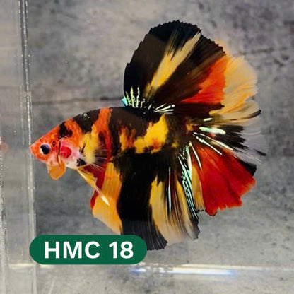 Multicolor Halfmoon Male Betta Fish | High Grade | Order Directly From Farm |  You Pick Fish |