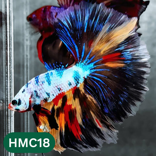 Multicolor Halfmoon Male Betta Fish | High Grade | Order Directly From Farm |  You Pick Fish |