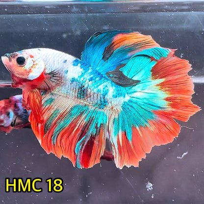 Multicolor Halfmoon Male Betta Fish | High Grade | Order Directly From Farm|  You Pick Fish |