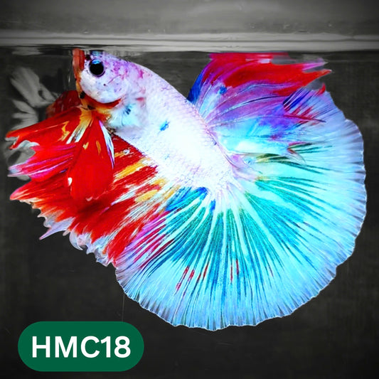Multicolor Halfmoon Male Betta Fish | Order Directly From Farm | You Pick Fish